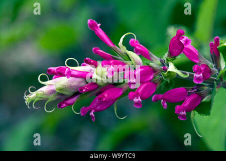 Salvia involucrata 'Hadspen' Banque D'Images