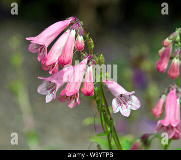 Penstemon 'Hewell Pink Bedder' Banque D'Images