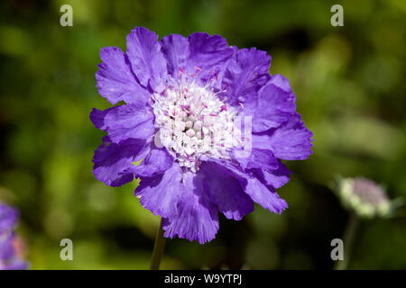 Scabiosa caucasica 'Stäfa' Banque D'Images