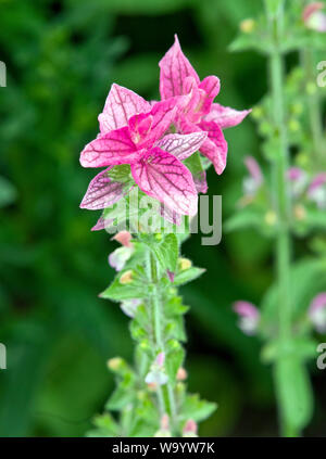 Salvia viridis Pink Banque D'Images