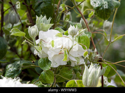 Clematis 'Maria-curie Sklodowska' Banque D'Images