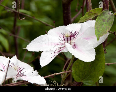 Clematis La Comtesse de Wessex Banque D'Images