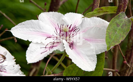 Clematis La Comtesse de Wessex Banque D'Images