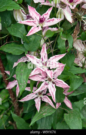 Clematis Sarah Elizabeth Banque D'Images