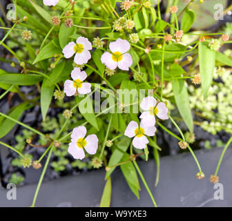 Baldellia ranunculoides Banque D'Images