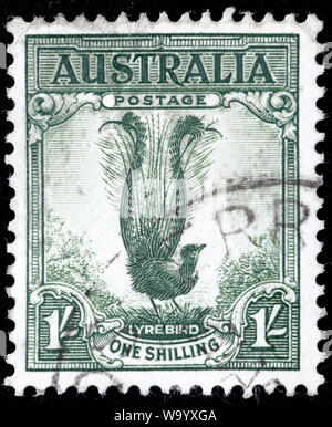 Lyre, superbe Menura novaehollandiae, timbre-poste, l'Australie, 1941 Banque D'Images