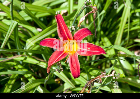 Hemerocallis Bess Ross Banque D'Images