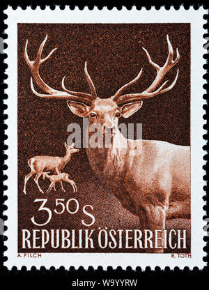 Red Deer (Cervus elaphus, timbre-poste, l'Autriche, 1959 Banque D'Images