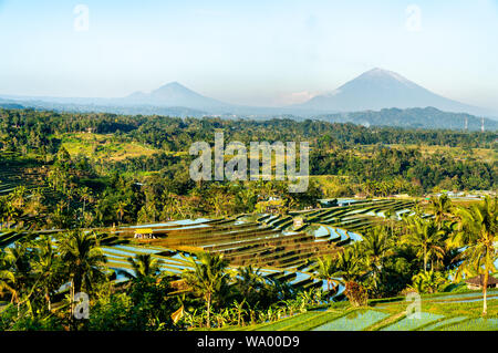 Rizières en terrasses de Jatiluwih sur Bali, Indonésie Banque D'Images