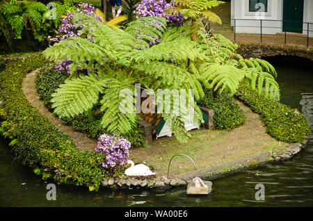 Sur une petite île dans l'eau dans Publoco Jardim, Funchal, Madère, détend un beau grand Cygne blanc Banque D'Images
