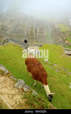 Le pâturage de Lama sur l'ancienne terrasse agricole citadelle Inca au Machu Picchu, Cusco, Pérou région Banque D'Images