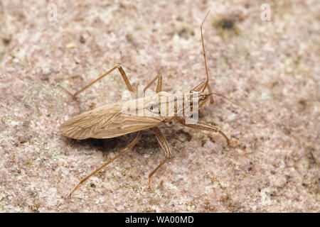 Jeune fille champ Bug (Nabis ferus) à reposer sur le sol. Tipperary, Irlande Banque D'Images