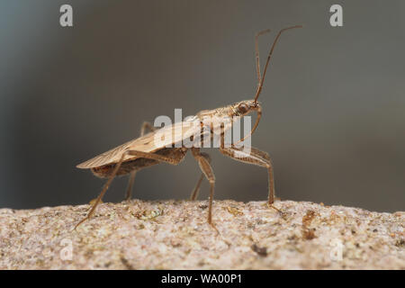 Jeune fille champ Bug (Nabis ferus) Vue de côté. Tipperary, Irlande Banque D'Images