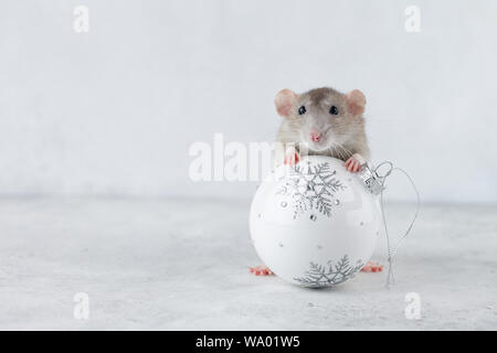 Rat gris avec Noël blanc bille de verre de décoration. Le nouvel an chinois 2020 concept créatif. Banque D'Images