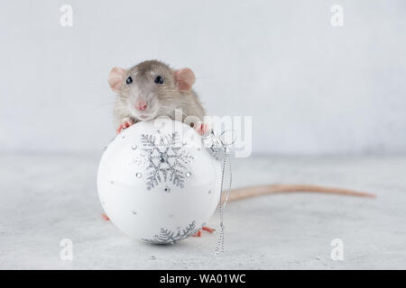 Rat gris avec Noël blanc bille de verre de décoration. Le nouvel an chinois 2020 concept créatif. Banque D'Images