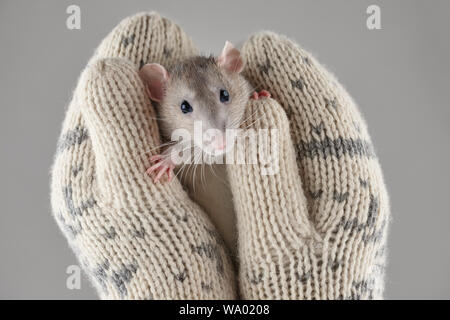Woman's hands holding mitaines d'hiver chaud en rat gris, vue en gros plan. Le nouvel an chinois 2020 concept créatif. Banque D'Images