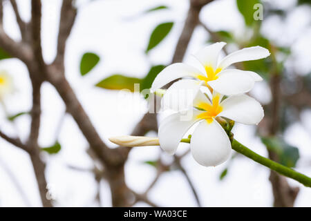 Fleurs tropicales blanc avec la rosée sur elle. Plumeria est un genre de plantes de la famille, l'apocyn Apocynaceae. Close-up fond photo avec séle Banque D'Images