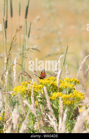 Un papillon de paon (Aglais IO) qui se bassit sur le Ragot commun parmi l'herbe molle rampante et diverses autres herbes sur le bord d'un champ d'orge Banque D'Images