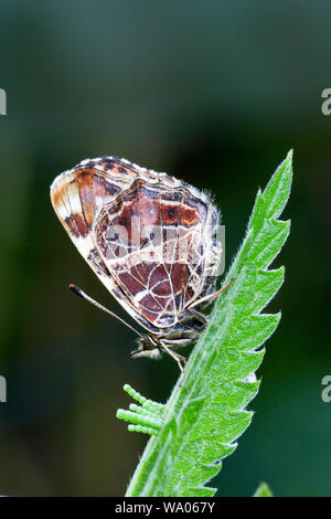 Landkärtchen Araschnia levana, Frühlingsgeneration,Ordnung Schmetterlinge (Lepidoptera), Familie Edelfalter (Unterfamilie Fleckenfalter Nymphalidae), Banque D'Images