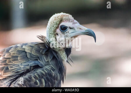 Hooded vulture (Necrosyrtes monachus) portrait regardant à droite Banque D'Images