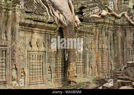 Coton-soie les racines des arbres à Preah Khan temple classé au Patrimoine Mondial de l'UNESCO à Phnom Penh au Cambodge Banque D'Images