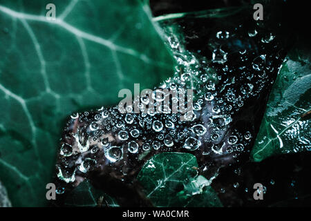 Un plan macro de gouttes sur une toile d'araignée de lierre Banque D'Images