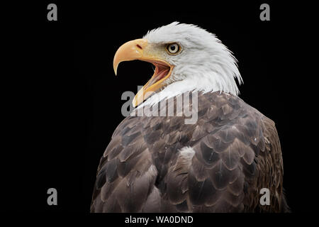 Gros plan de l'aigle à tête blanche (Haliaetus leucocephalus) et isolé sur fond noir Banque D'Images