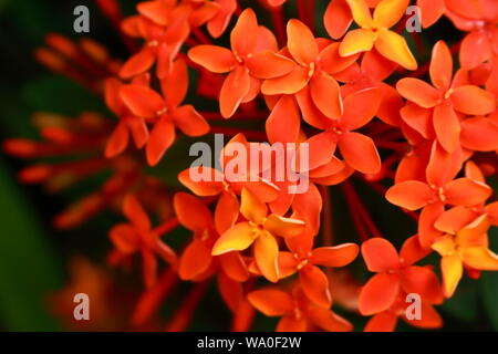 Libre belle fleur orange ixora ou pointe sous la lumière du soleil, selective focus Banque D'Images