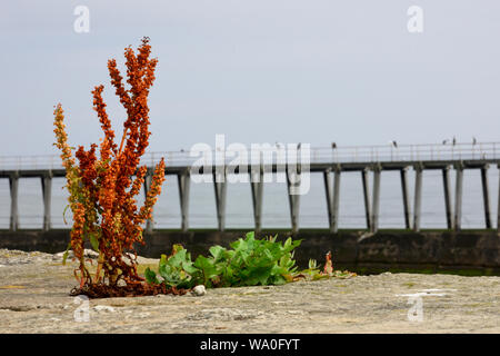 Whitby et c'est sur le port. Banque D'Images