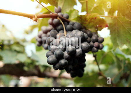 Gros Bouquet de raisins se bloque à partir de raisins sur la vigne Banque D'Images