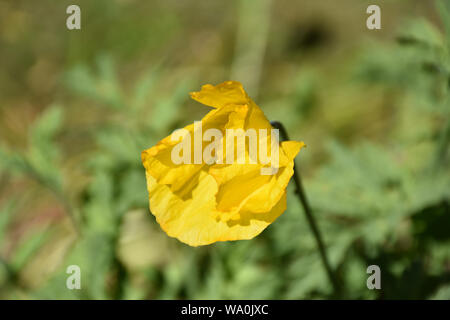 Celanding jaune à fleurs fleur fleur de pavot au printemps. Banque D'Images