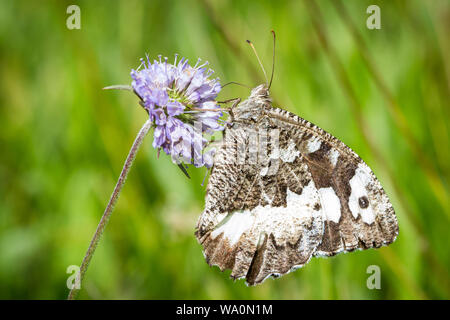 Grande ombre bagués (Kanetisia Aulocera, Circé circé) Banque D'Images