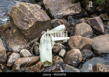 Plastic Tree Guard dans le ruisseau, UK Banque D'Images