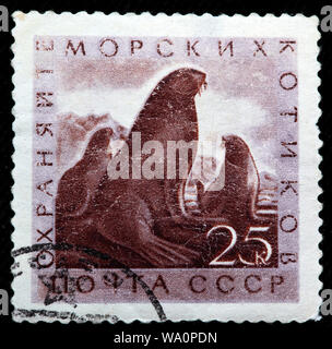 Otarie à fourrure du nord, Callorhinus ursinus, timbre-poste, Russie, URSS, 1960 Banque D'Images