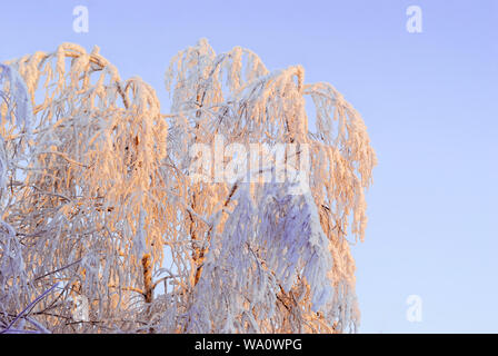 Avec des couverts ligneux tops des cristaux de neige, qui dépasse de la neige sur une froide journée claire contre le ciel bleu Banque D'Images