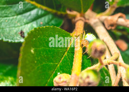 Photo horizontale avec une belle araignée. Spider est perché sur les feuilles vertes. Spider a corps vert avec tête orange et avec peu de points. Les yeux noirs sont vis Banque D'Images