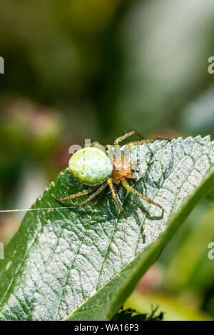Photo verticale avec une belle araignée. Spider est perché sur les feuilles vertes. Spider a corps vert avec tête orange et avec peu de points. Les yeux noirs sont visib Banque D'Images