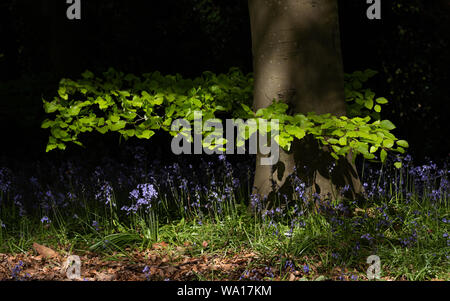 Bois Bluebell Banque D'Images