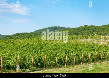 Plantation de vignes contre le ciel bleu et de petites collines. Banque D'Images