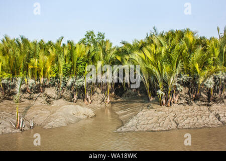 La respiration des racines de lavande arbres au monde plus grande forêt de mangroves des Sundarbans, célèbre pour le Royal tigre du Bengale et de l'UNESCO au Patrimoine mondial en Ba Banque D'Images