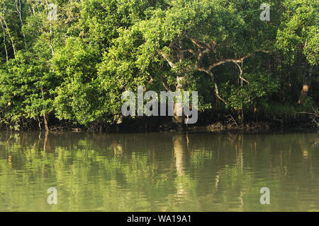 La respiration des racines de lavande arbres au monde plus grande forêt de mangroves des Sundarbans, célèbre pour le Royal tigre du Bengale et de l'UNESCO au Patrimoine mondial en Ba Banque D'Images