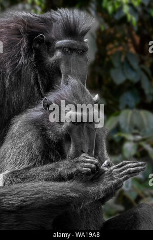 Les Célèbes macaque à crête à crête / black / macaque (Macaca nigra) et de toilettage, originaire d'épouillage pied l'île indonésienne de Sulawesi Banque D'Images