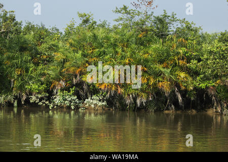 La respiration des racines de lavande arbres au monde plus grande forêt de mangroves des Sundarbans, célèbre pour le Royal tigre du Bengale et de l'UNESCO au Patrimoine mondial en Ba Banque D'Images