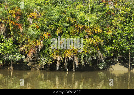 La respiration des racines de lavande arbres au monde plus grande forêt de mangroves des Sundarbans, célèbre pour le Royal tigre du Bengale et de l'UNESCO au Patrimoine mondial en Ba Banque D'Images