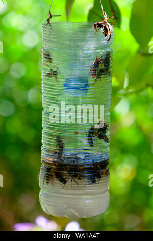 Des pièges pour Asian hornet faite avec une bouteille en plastique. Banque D'Images