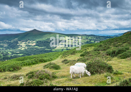 Des moutons paissant à Table Mountain (Crug Hywel) au-dessus de la ville de Crickhowell dans les Montagnes Noires, Brecon Beacons, Pays de Galles Banque D'Images