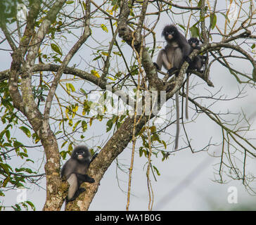 2 adultes et 1 bébé Dusky Leaf Monkeys ou ours à lunettes Langurs, Trachypithecus obscurus, assis dans un arbre à Kaeng Krachan Banque D'Images