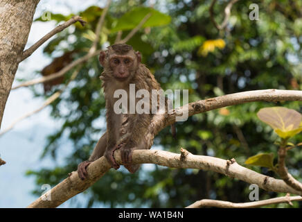 Close up d'un bébé à queue de cochon du Sud, Macague Macaca nemestrina, assis dans un arbre, Phuket, Thailand Banque D'Images