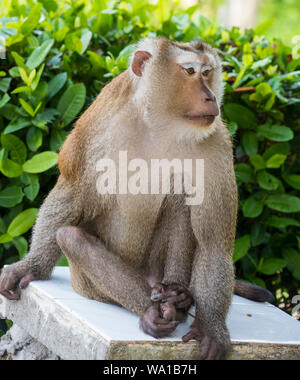 Close up d'un grand homme Macague à queue de cochon du Sud, Macaca nemestrina, Phuket, Thailand Banque D'Images