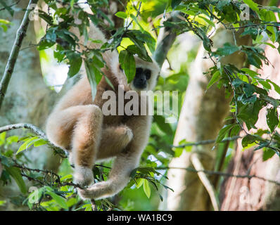 Un White-Handed sauvages blonde pâle ou gibbon lar Gibbon Hylobates lar assis haut dans un arbre dans le parc national de Kaeng Krachan en Thaïlande Banque D'Images